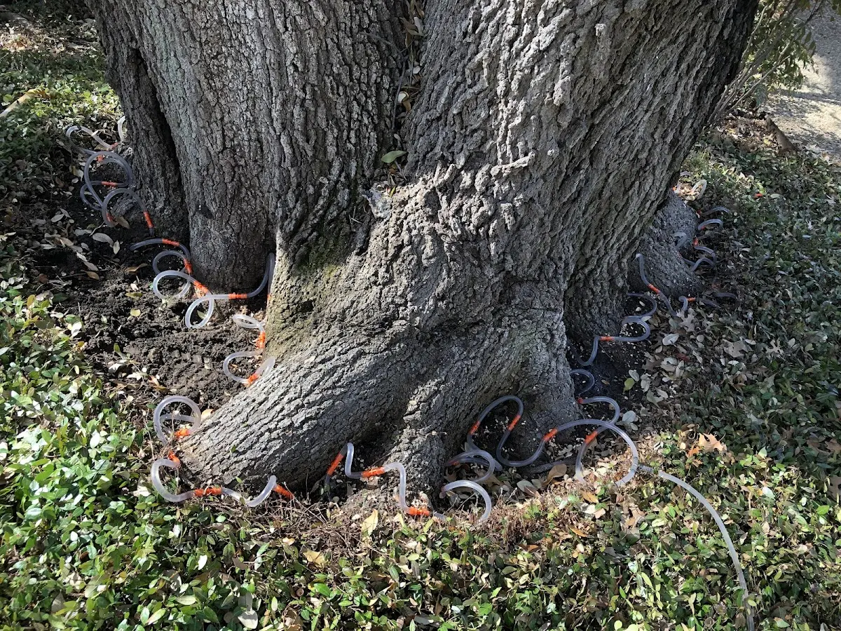 Detailed Tree Cabling and Bracing job site in Plantsville