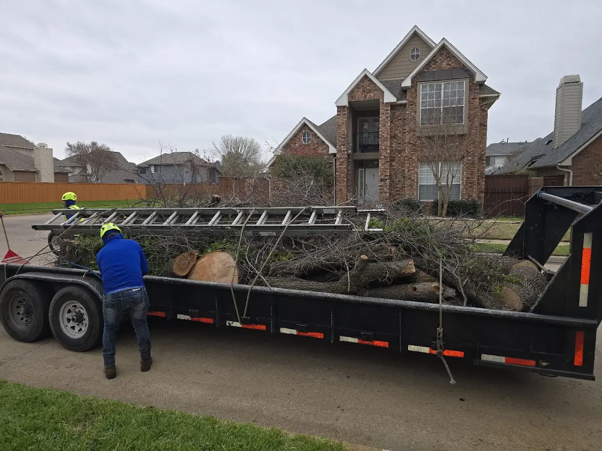 Expert Deadwooding with proper safety equipment in Plantsville